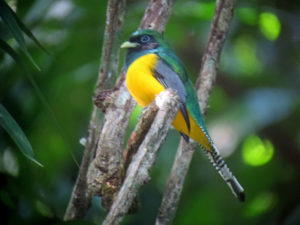 Black-throated Trogon