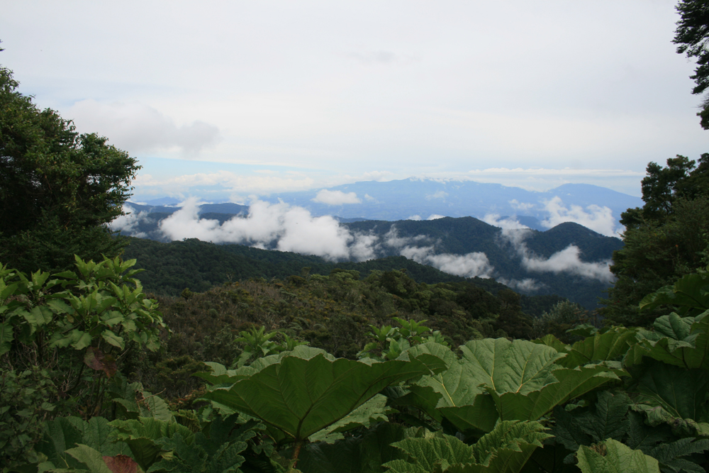 Quetzale National Forest-WEB