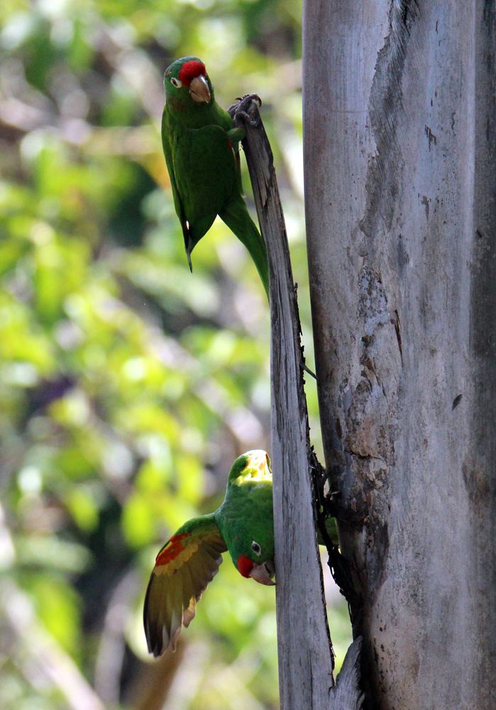 Crimson-fronted Parakeets - Retired in Costa Rica