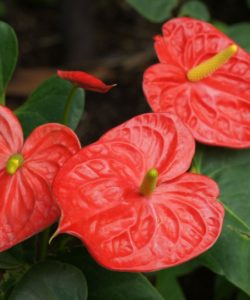 red.anthurium.flowers-450x540