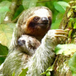 Sloth Baby-A-WEB