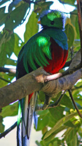 Near Savegre Mountain Lodge, Costa Rica, 1-30-09