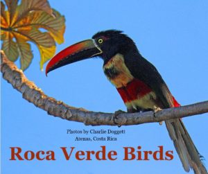 Roca Birds Book