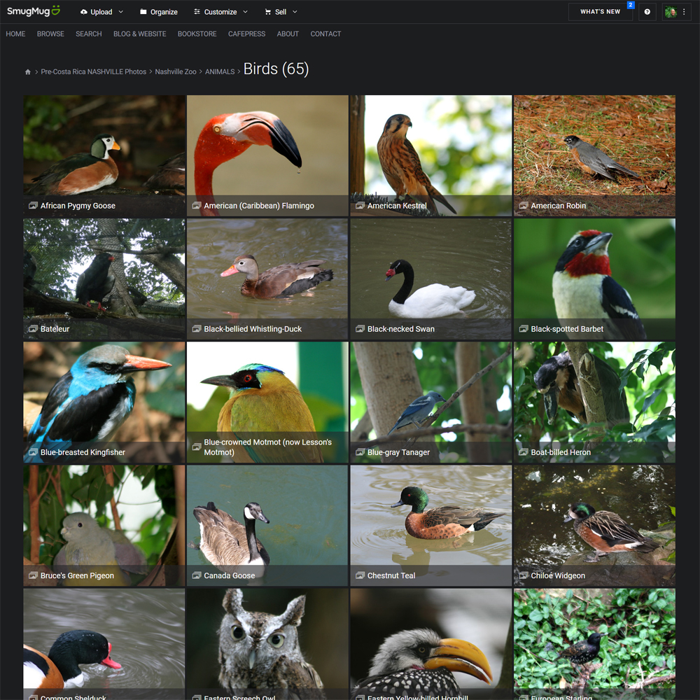 screenshot-charliedoggett-smugmug-com-Pre-Costa-Rica-Nashville-Photos-Nashville-Zoo-Volunteer-Docent-ANIMALS-Birds-1589235584763 copy