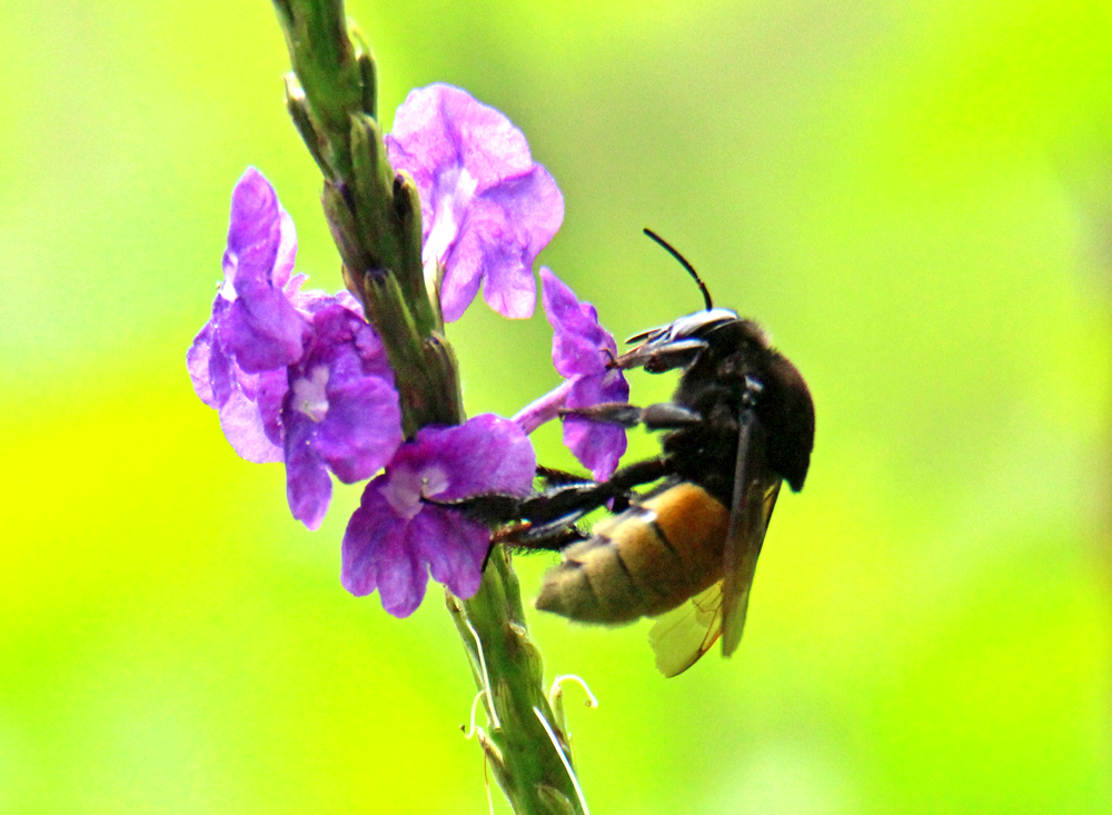 Costa Rican Bee Bee - Retired in Costa Rica