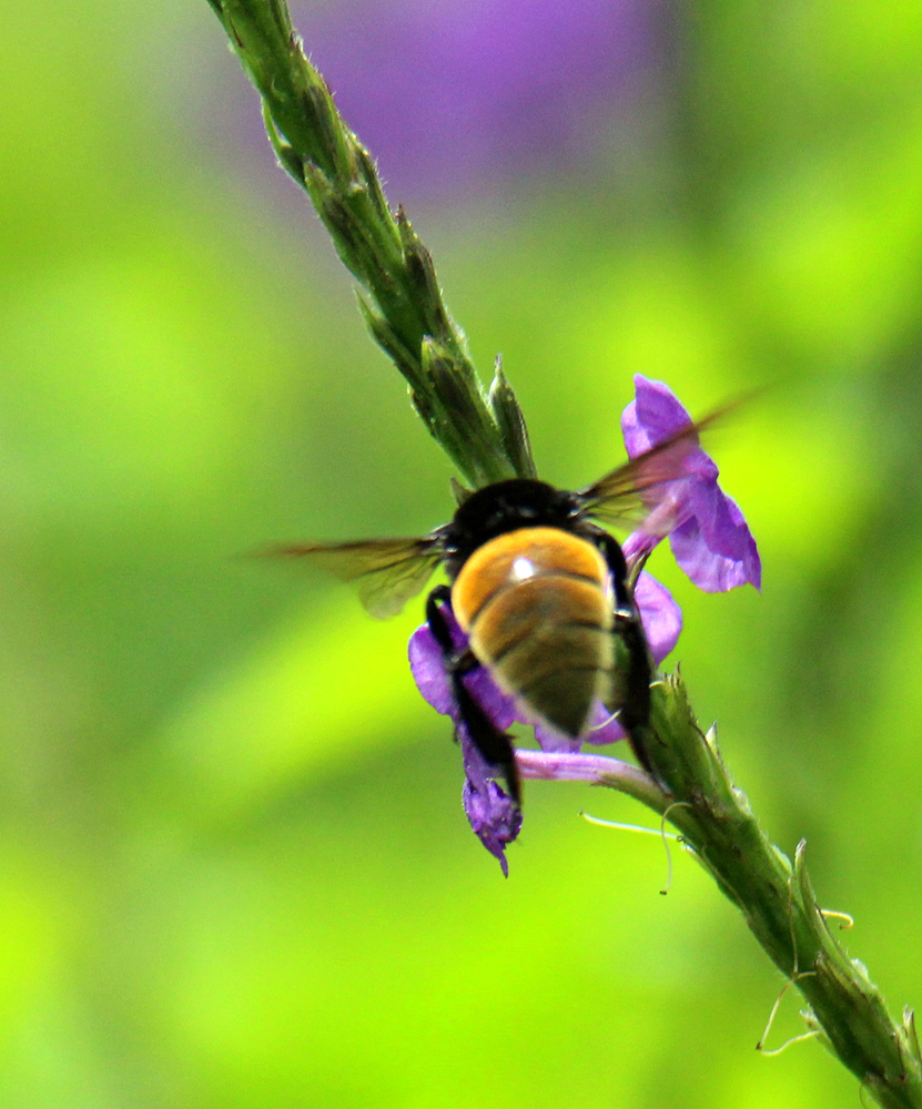 Costa Rican Bee Bee - Retired in Costa Rica