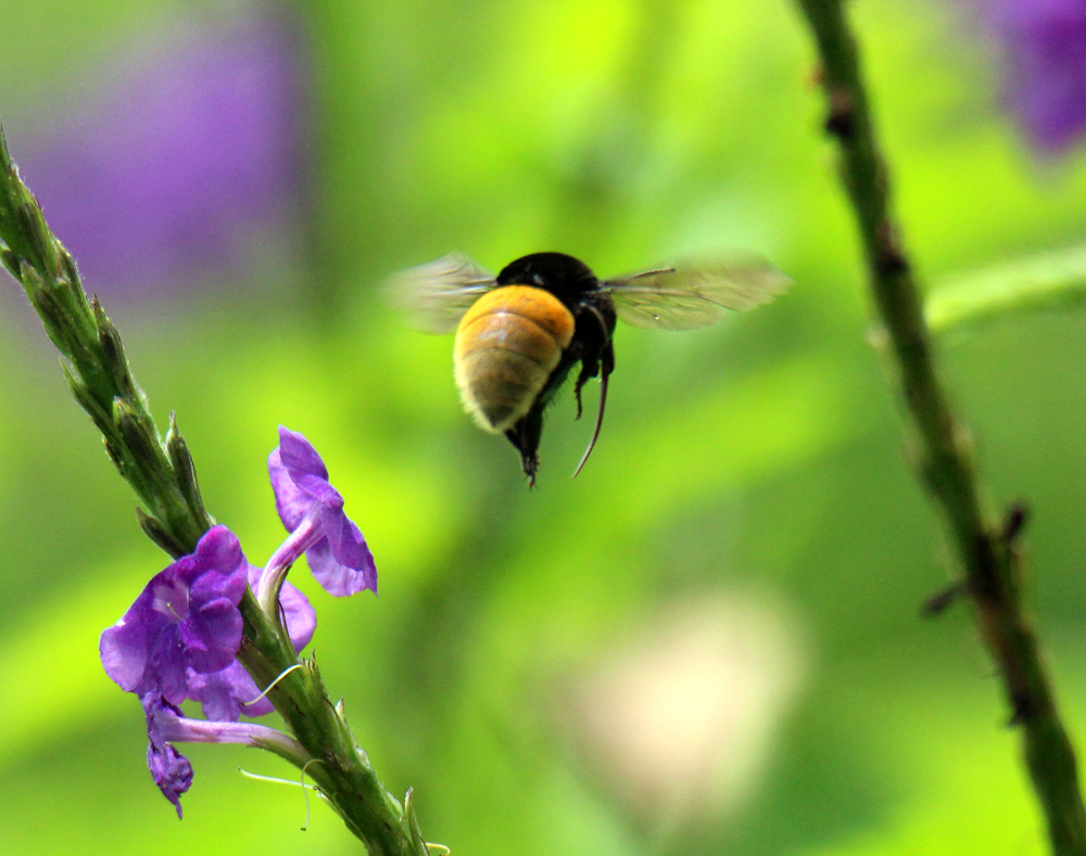 Costa Rican Bee Bee - Retired in Costa Rica