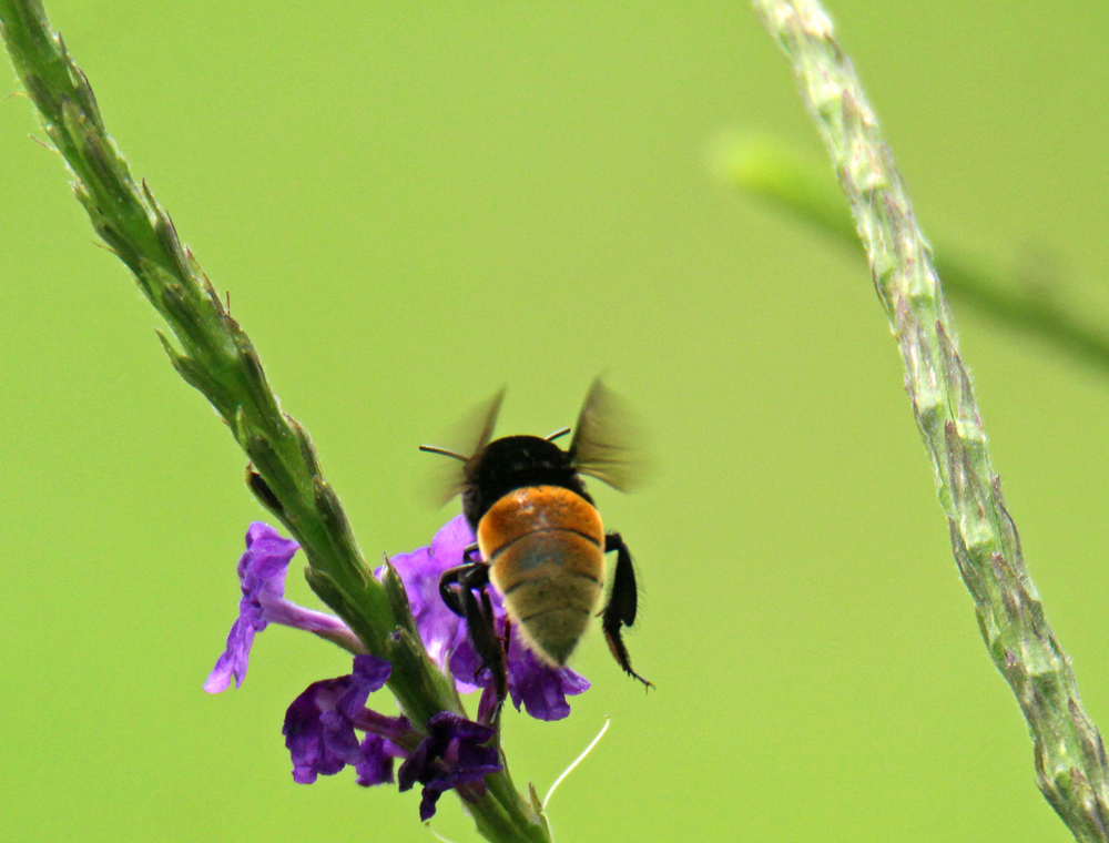 Costa Rican Bee Bee - Retired in Costa Rica