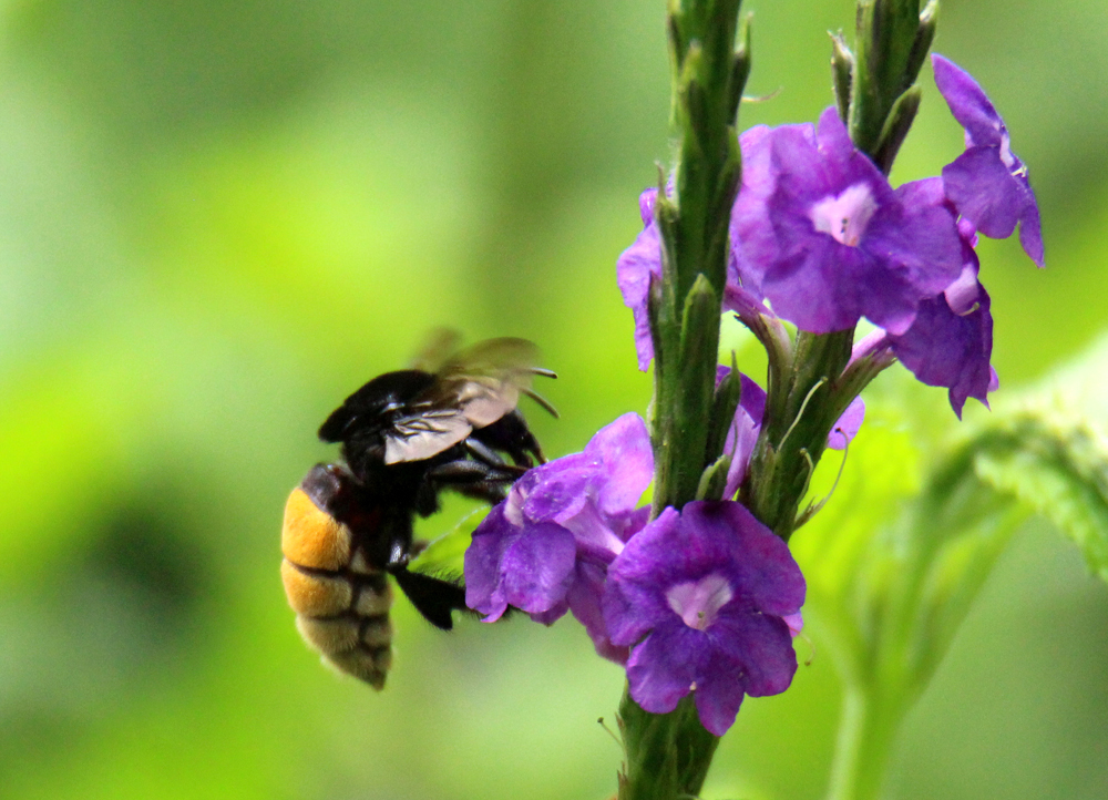 Costa Rican Bee Bee - Retired in Costa Rica