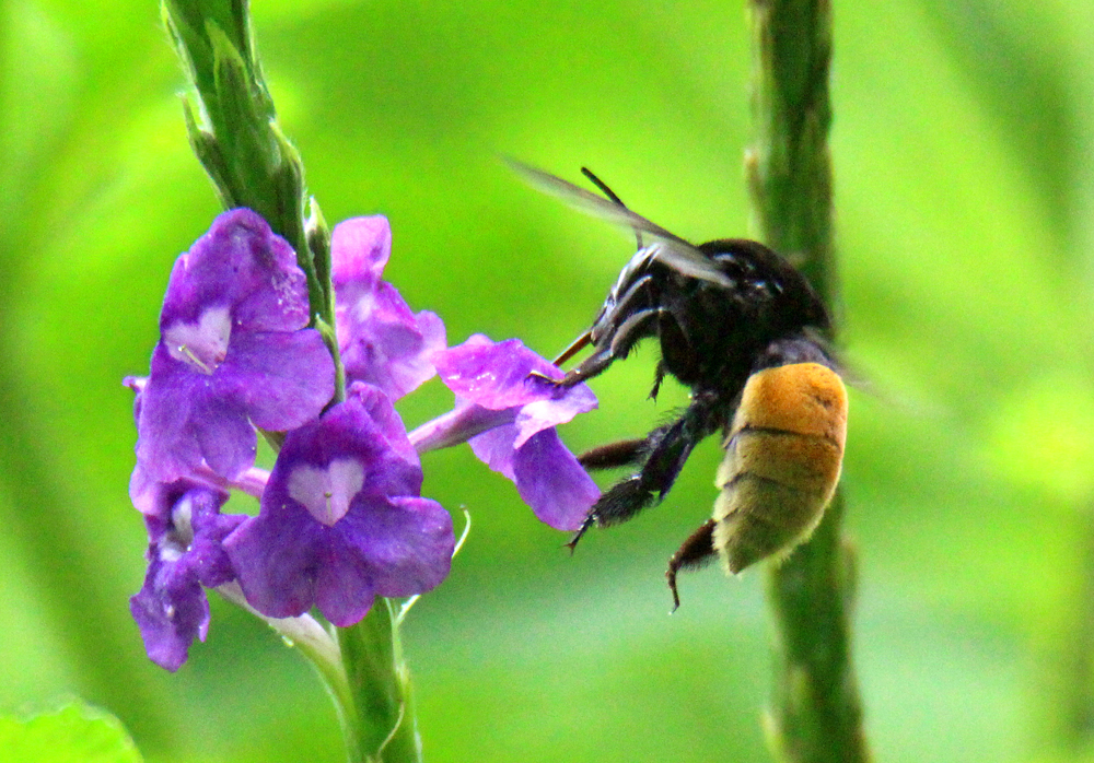 Costa Rican Bee Bee - Retired in Costa Rica