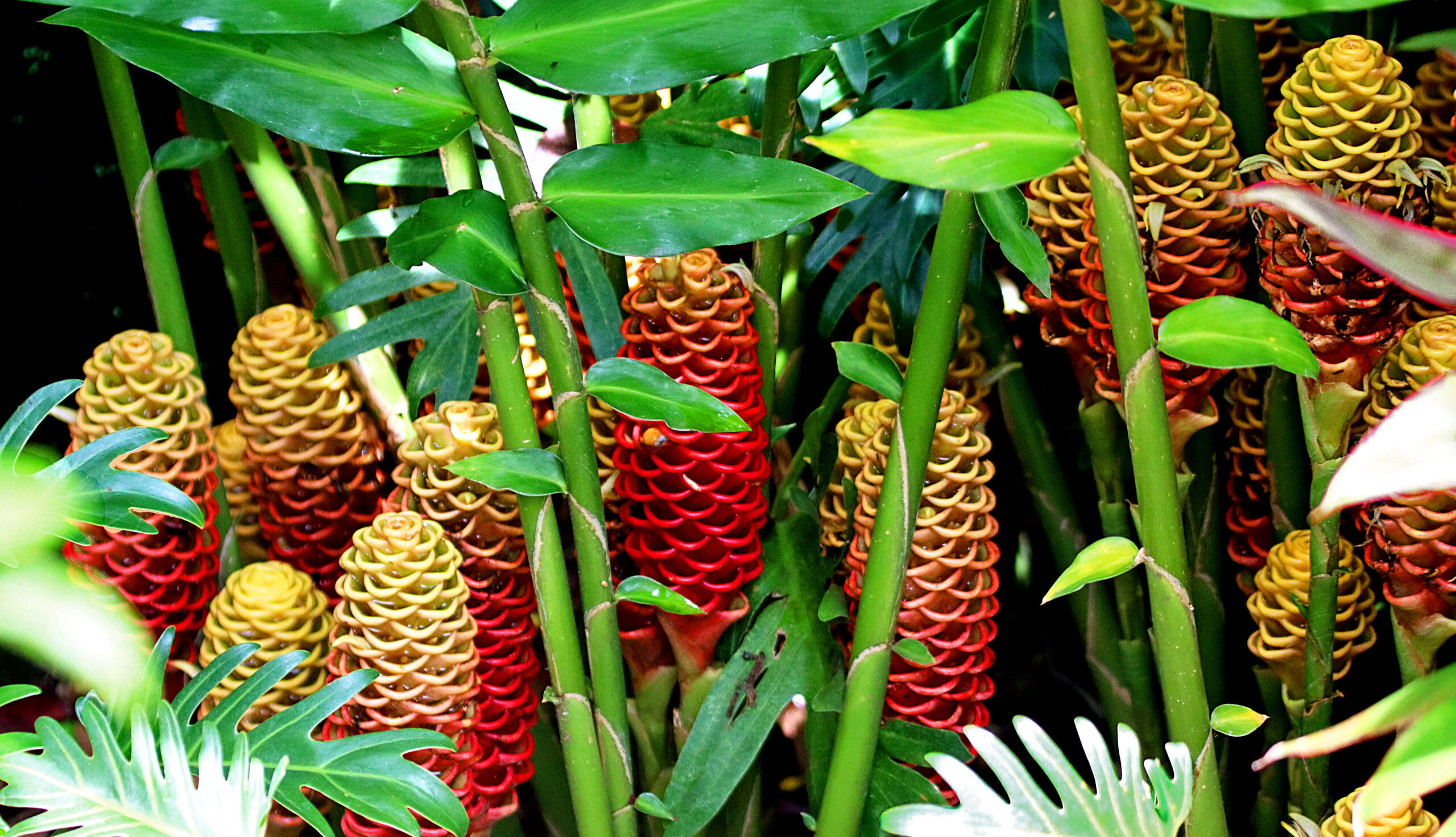 50+ Maracas! Retired in Costa Rica