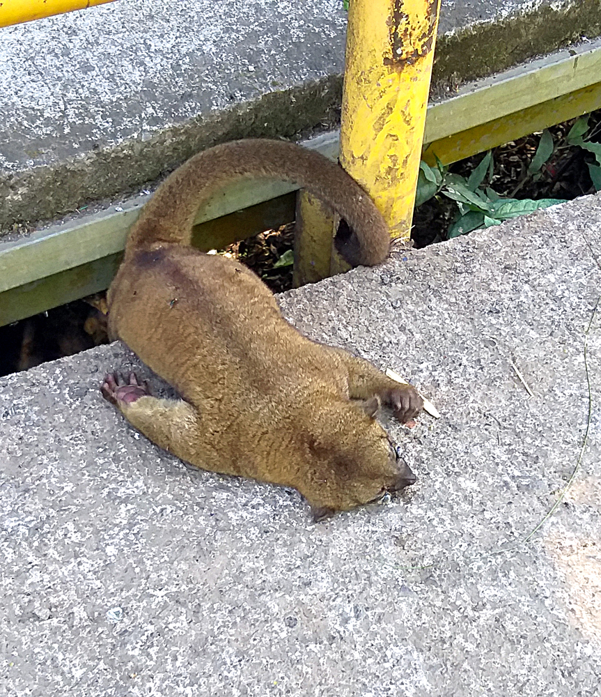 Kinkajou killed by car, Atenas, Costa Rica