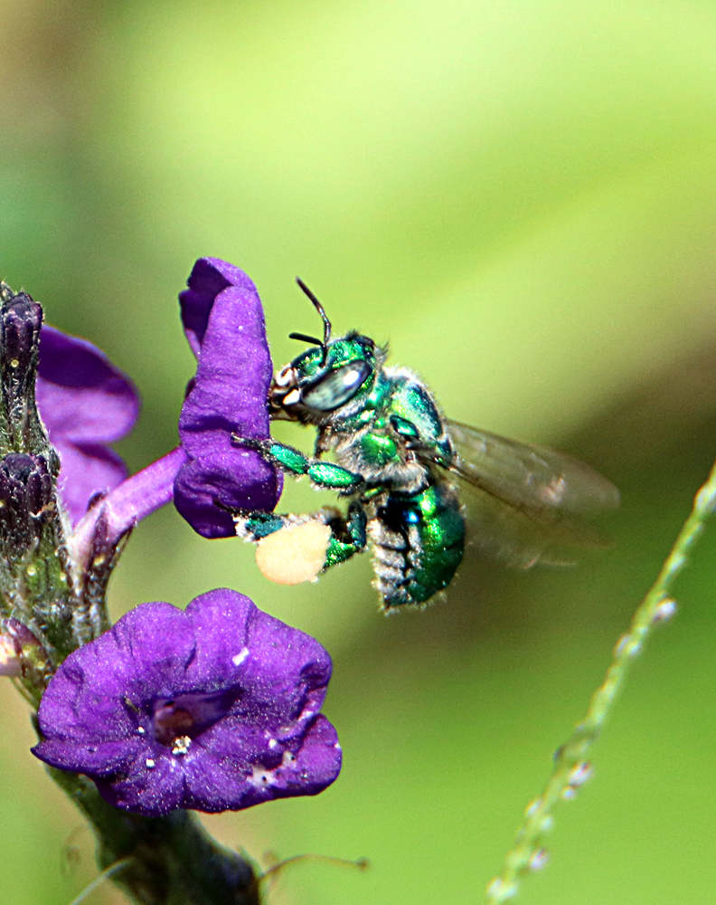Green Orchid Bee Retired In Costa Rica