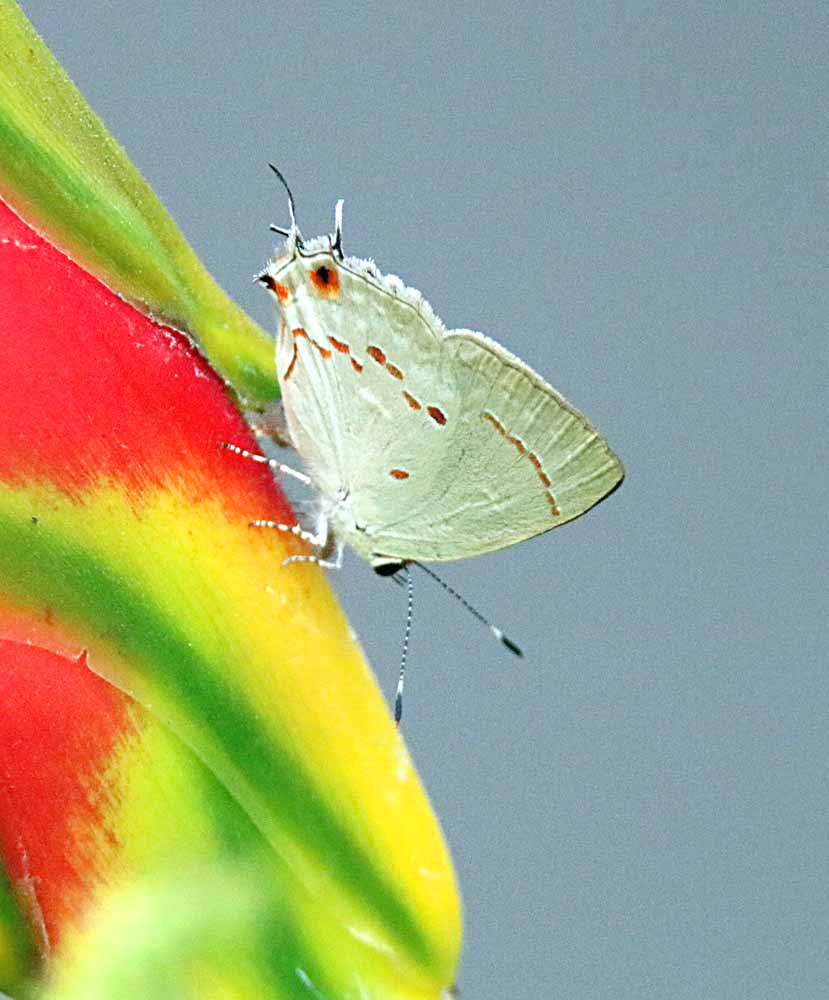 Red-spotted Scrub-Hairstreak - Retired in Costa Rica