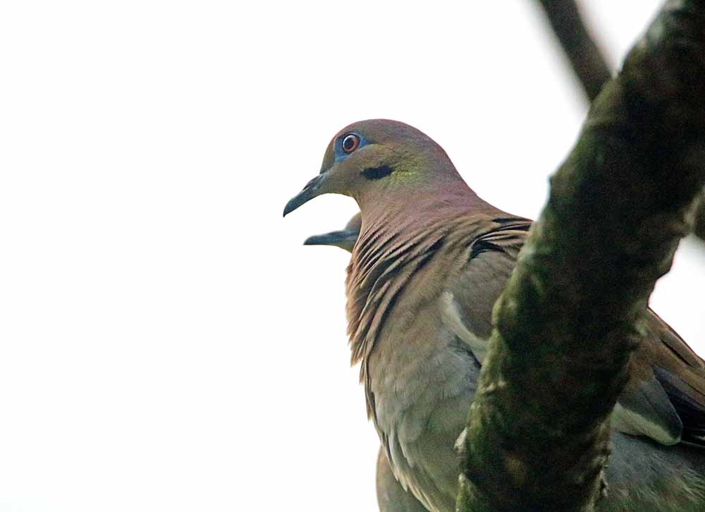 White-winged Dove, Atenas, Alajuela, Costa Rica